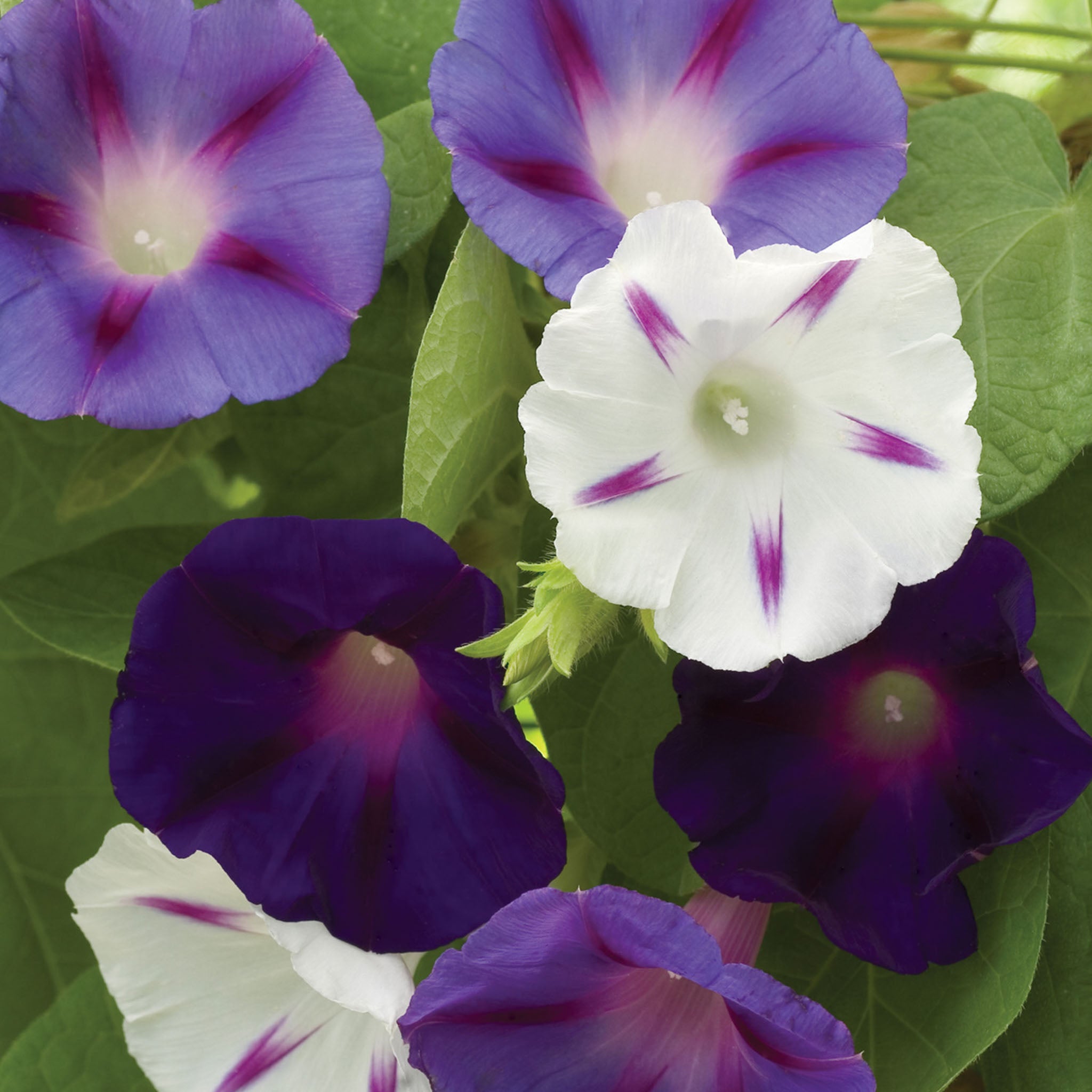 Celestial Mixed Colors Morning Glory