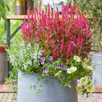 Kelos Candela Pink Celosia