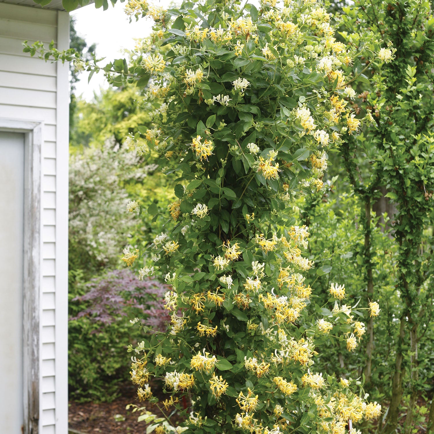 Scentsation Lonicera