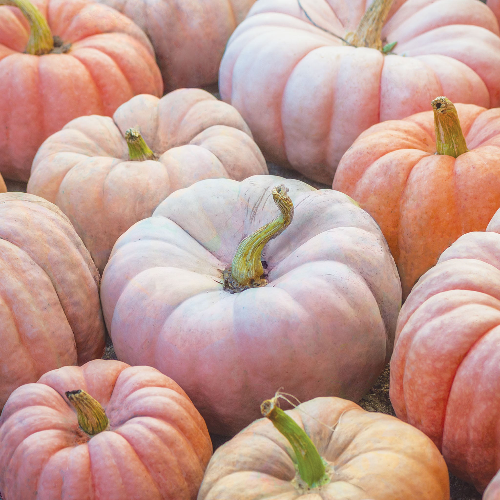 Porcelain Princess Pumpkin