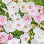 Blushing Bride Phlox Drummondii