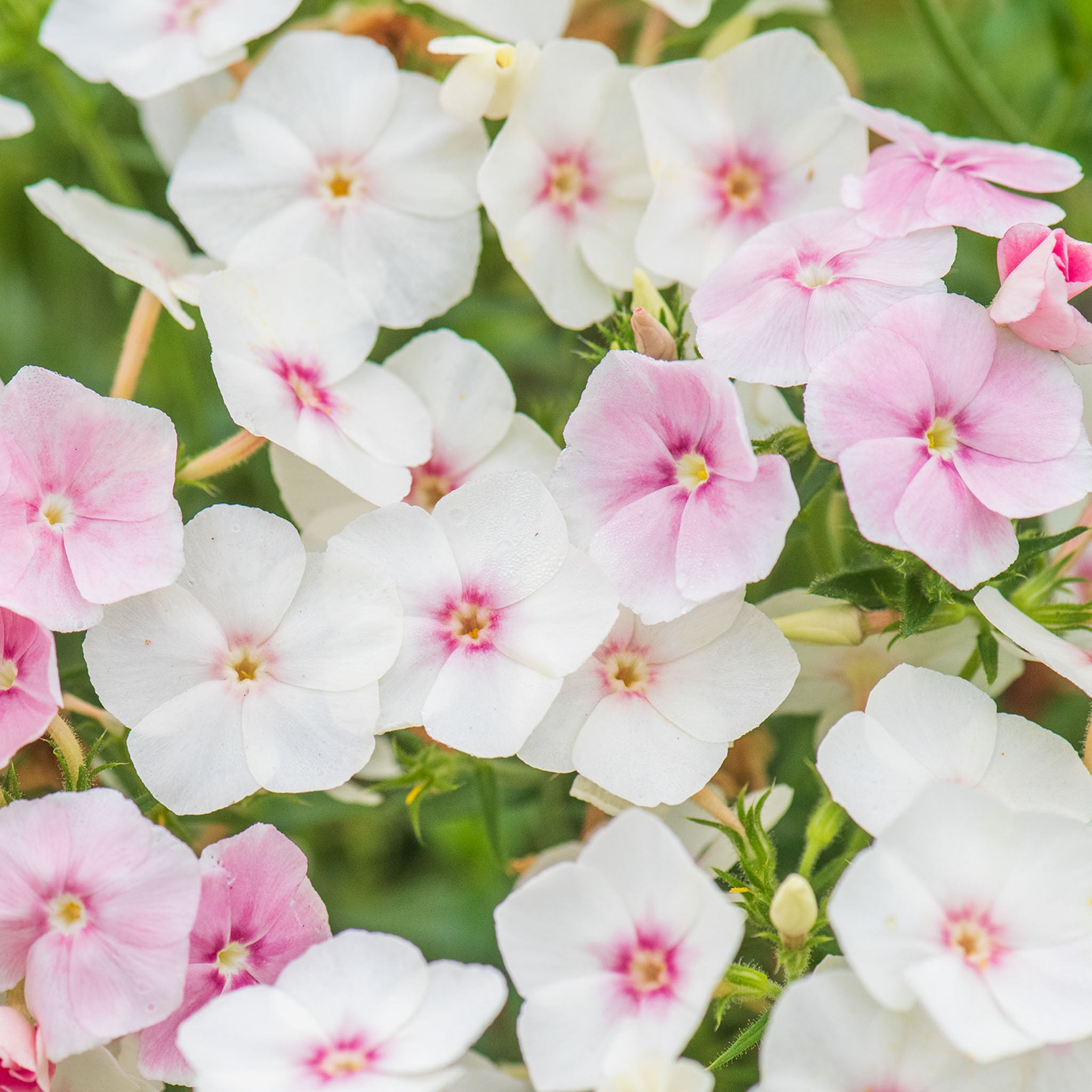 Blushing Bride Phlox Drummondii