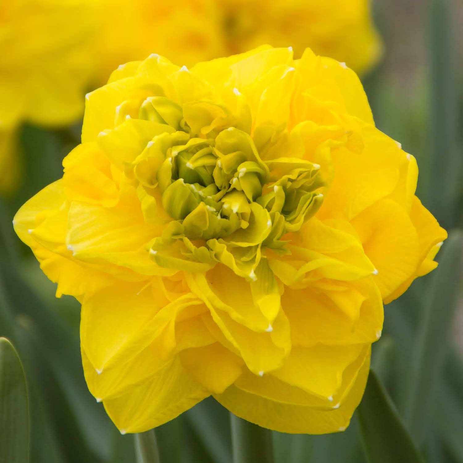 Thunderball Daffodil Bulbs