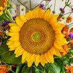 Van Glow Sunflower