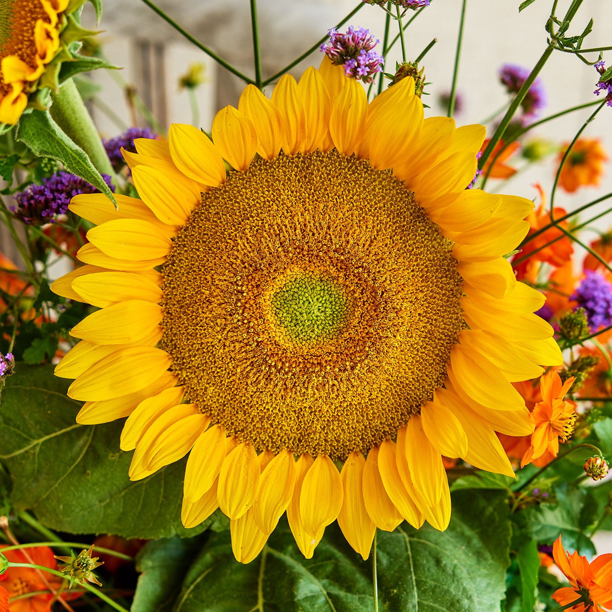 Van Glow Sunflower