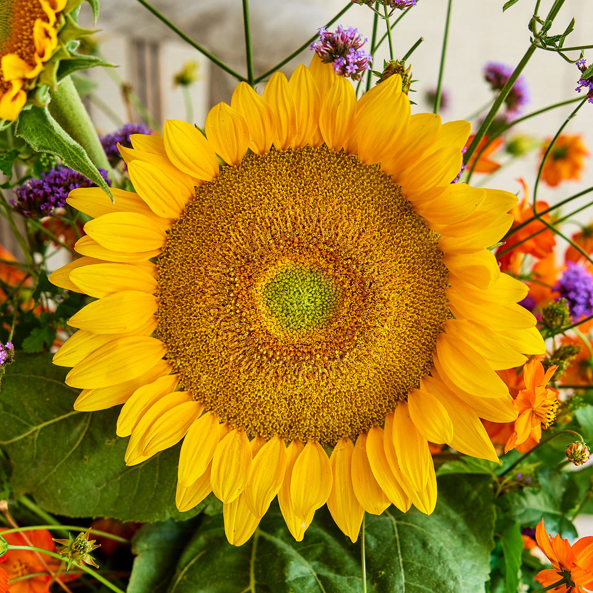Van Glow Sunflower