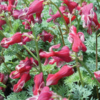King of Hearts Dicentra Bare Root