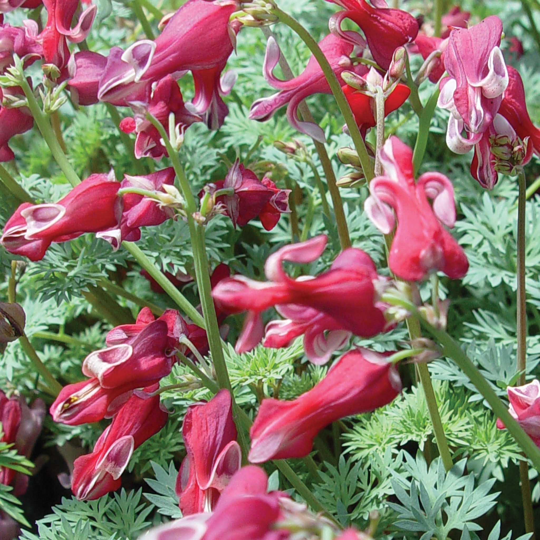 King of Hearts Dicentra Bare Root