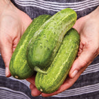 Burpee Pickler Cucumber