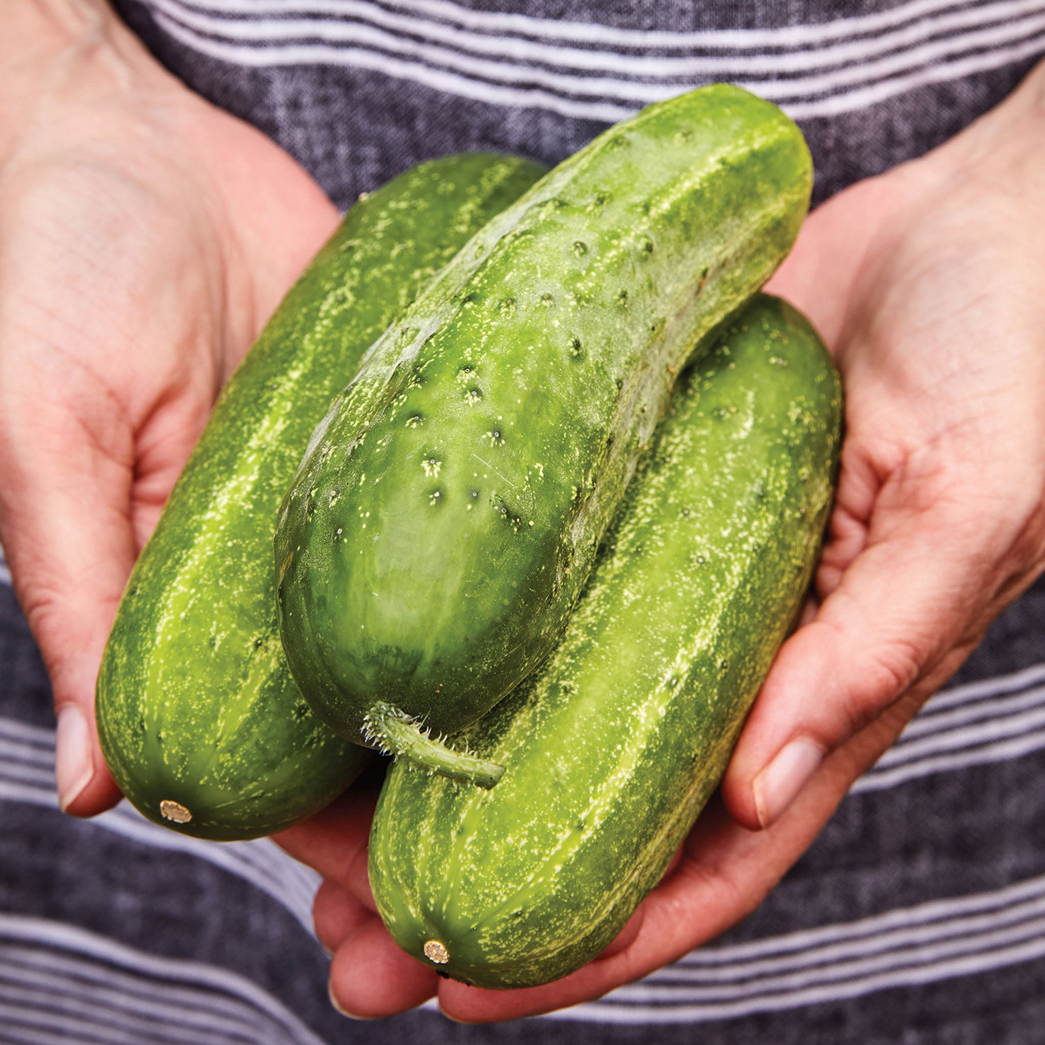 Burpee Pickler Cucumber