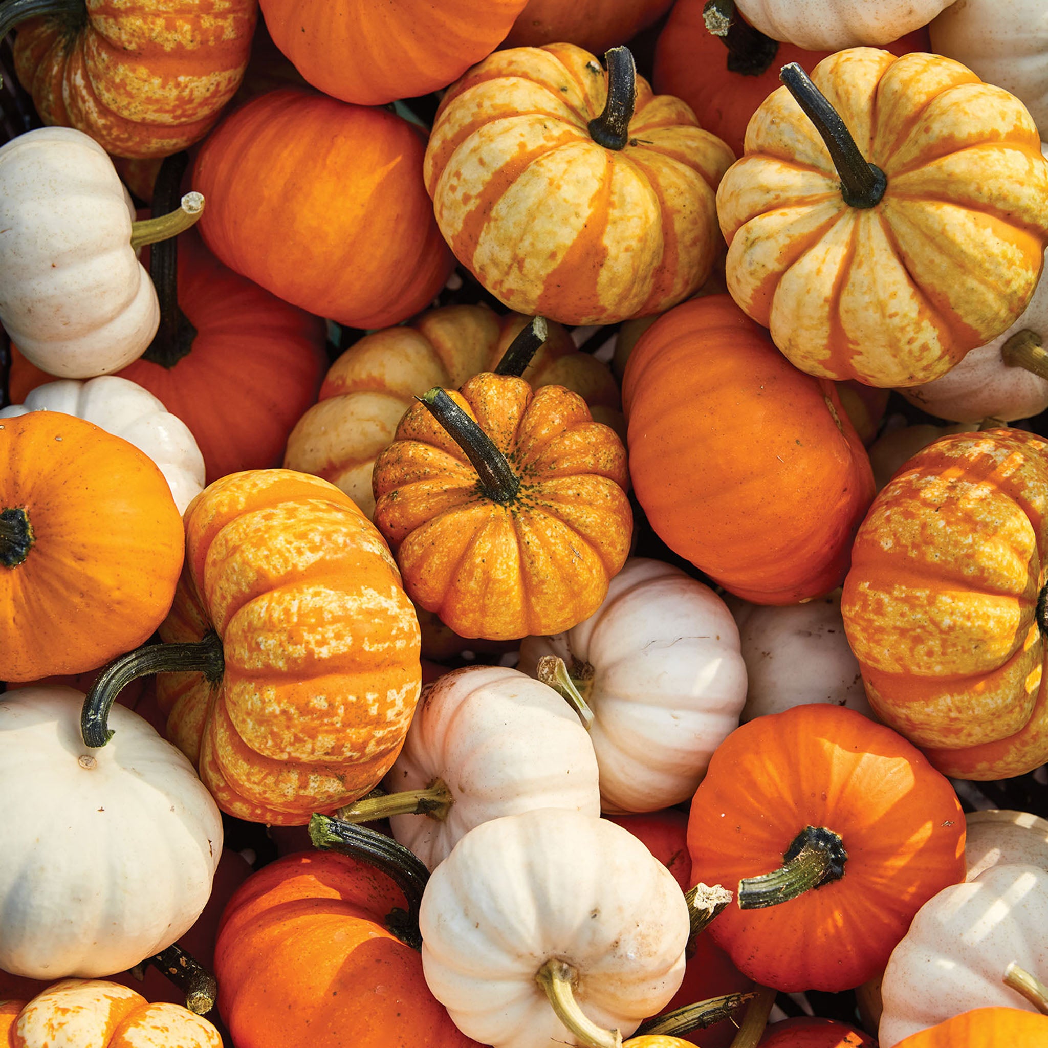 Mini Harvest Blend Pumpkin