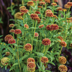 Color Crackle Zinnia Haageana