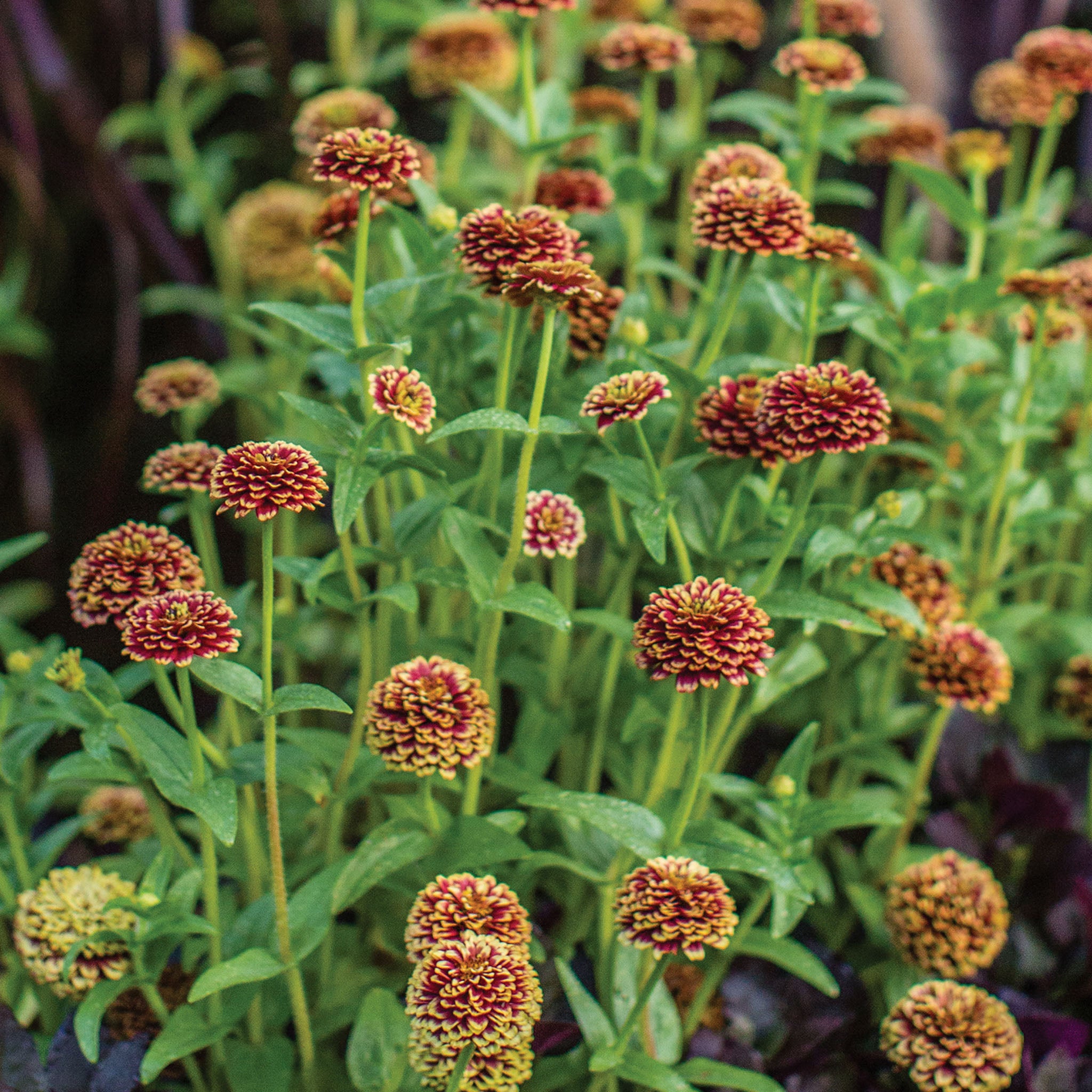 Color Crackle Zinnia Haageana