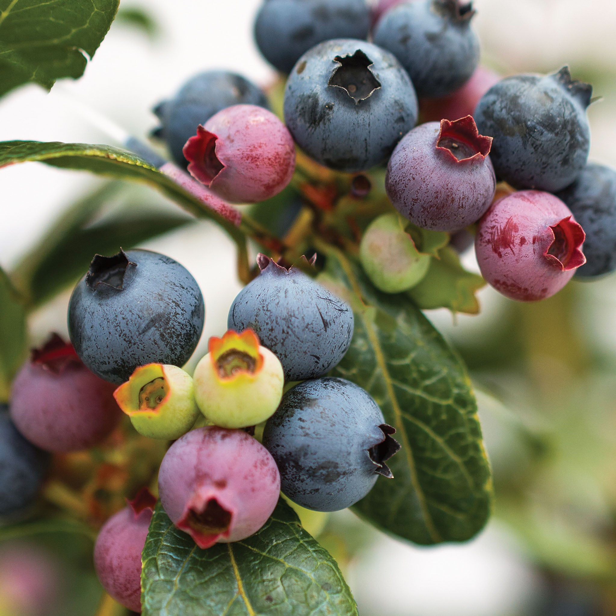 Perpetua Blueberry