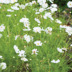 Psyche White Cosmos