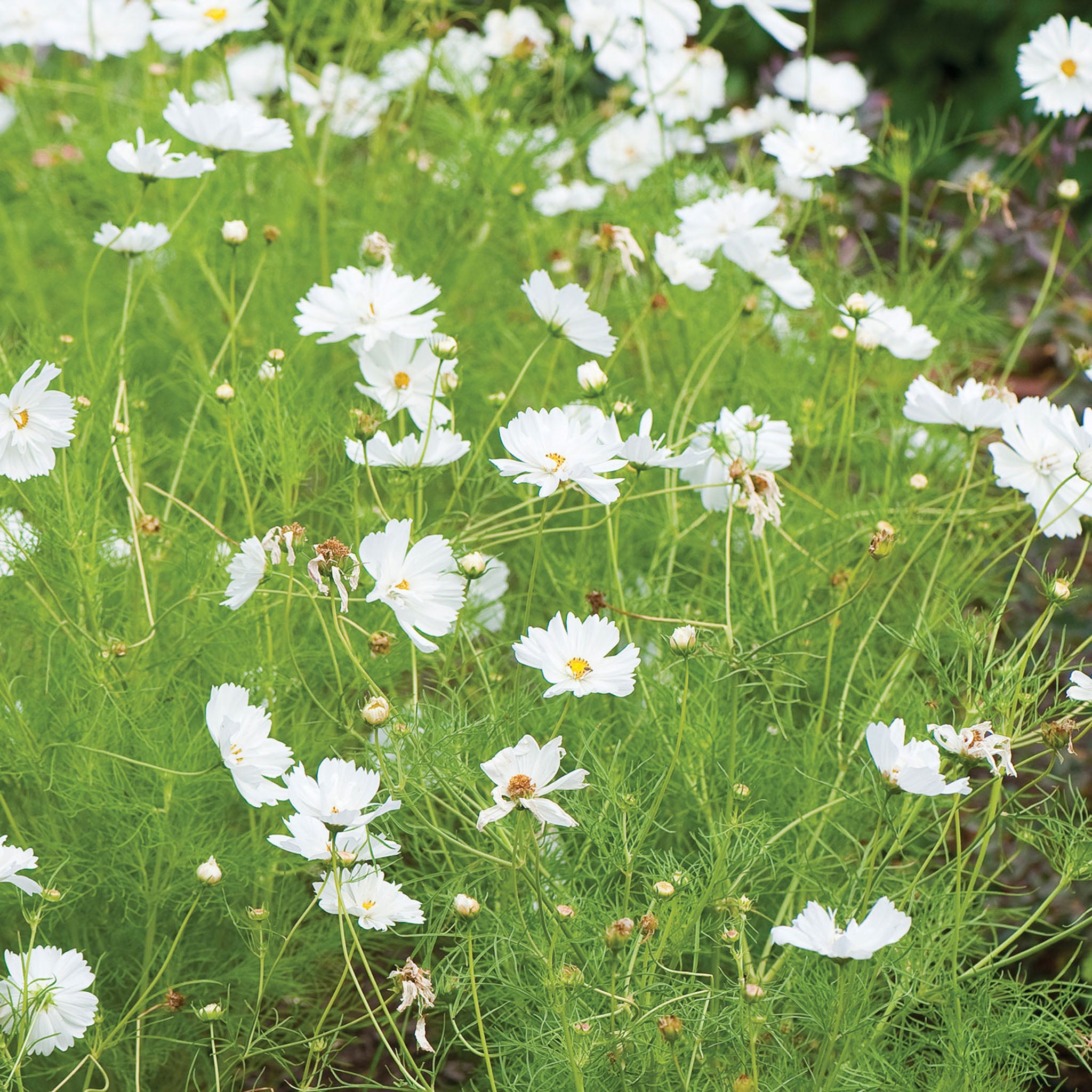 Psyche White Cosmos