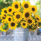 Sunny Bunch Sunflower