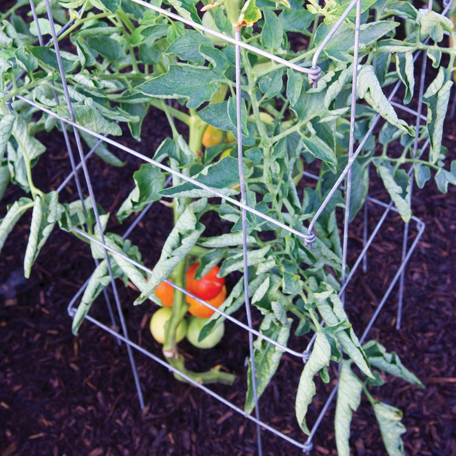 Pro Series Silver Tomato Cage