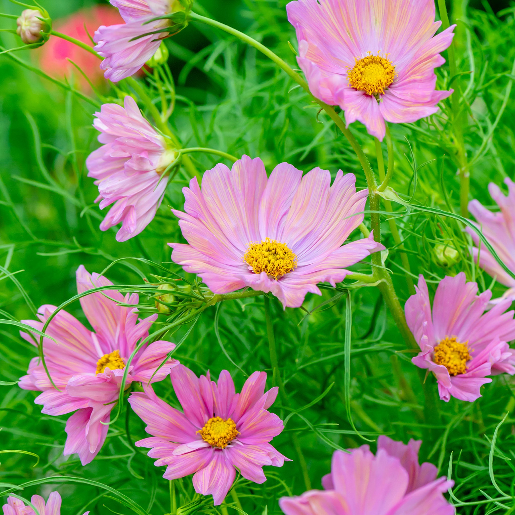 Apricotta Cosmos Bipinnatus