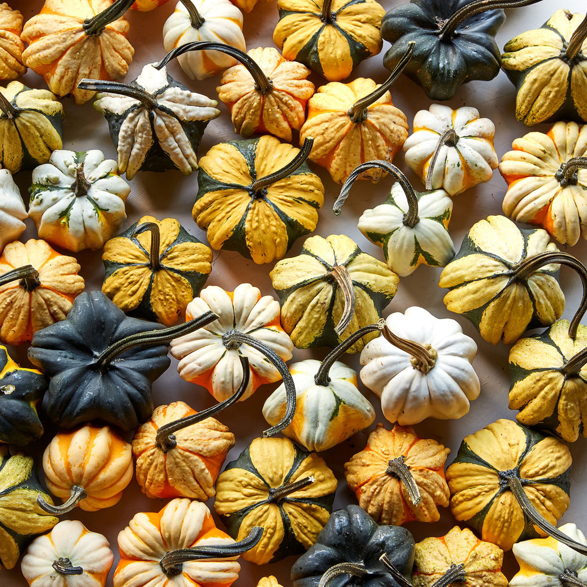 Daisy Gourd Gourd