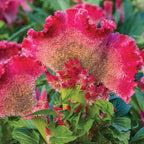 Fan Dance Scarlet Celosia Cristata