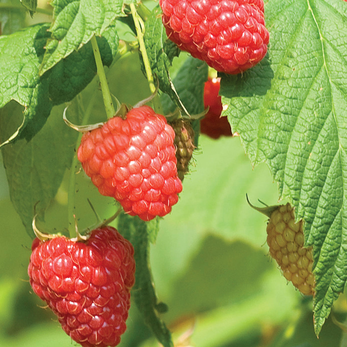 Polana PPAF Raspberry Bare Roots