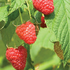 Polana PPAF Raspberry Bare Roots