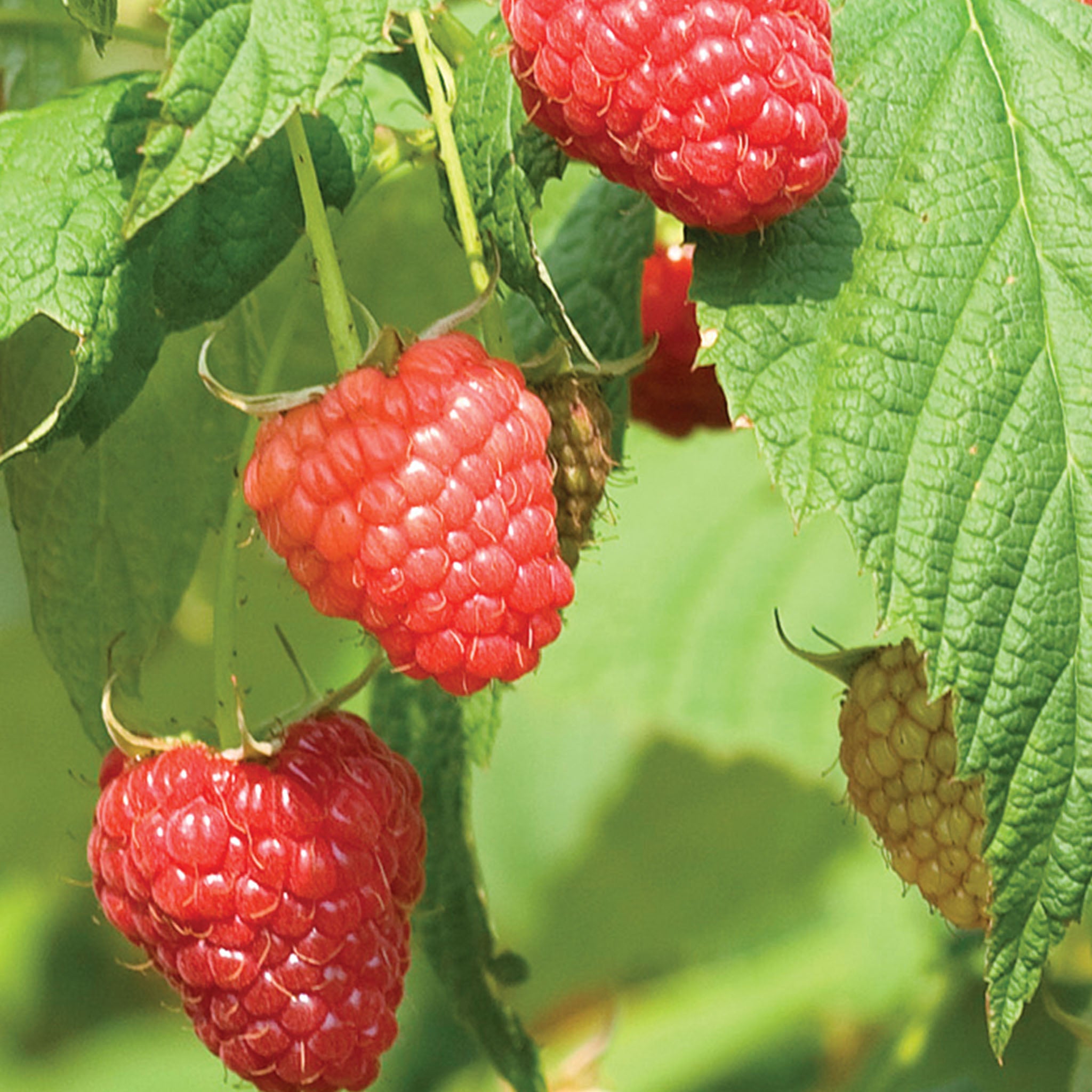 Polana PPAF Raspberry Bare Roots