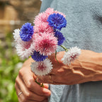 Tall Double Mixed Colors Cornflower