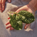 Babys Leaf Spinach