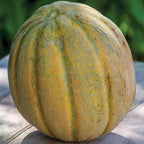 El Gordo Cantaloupe