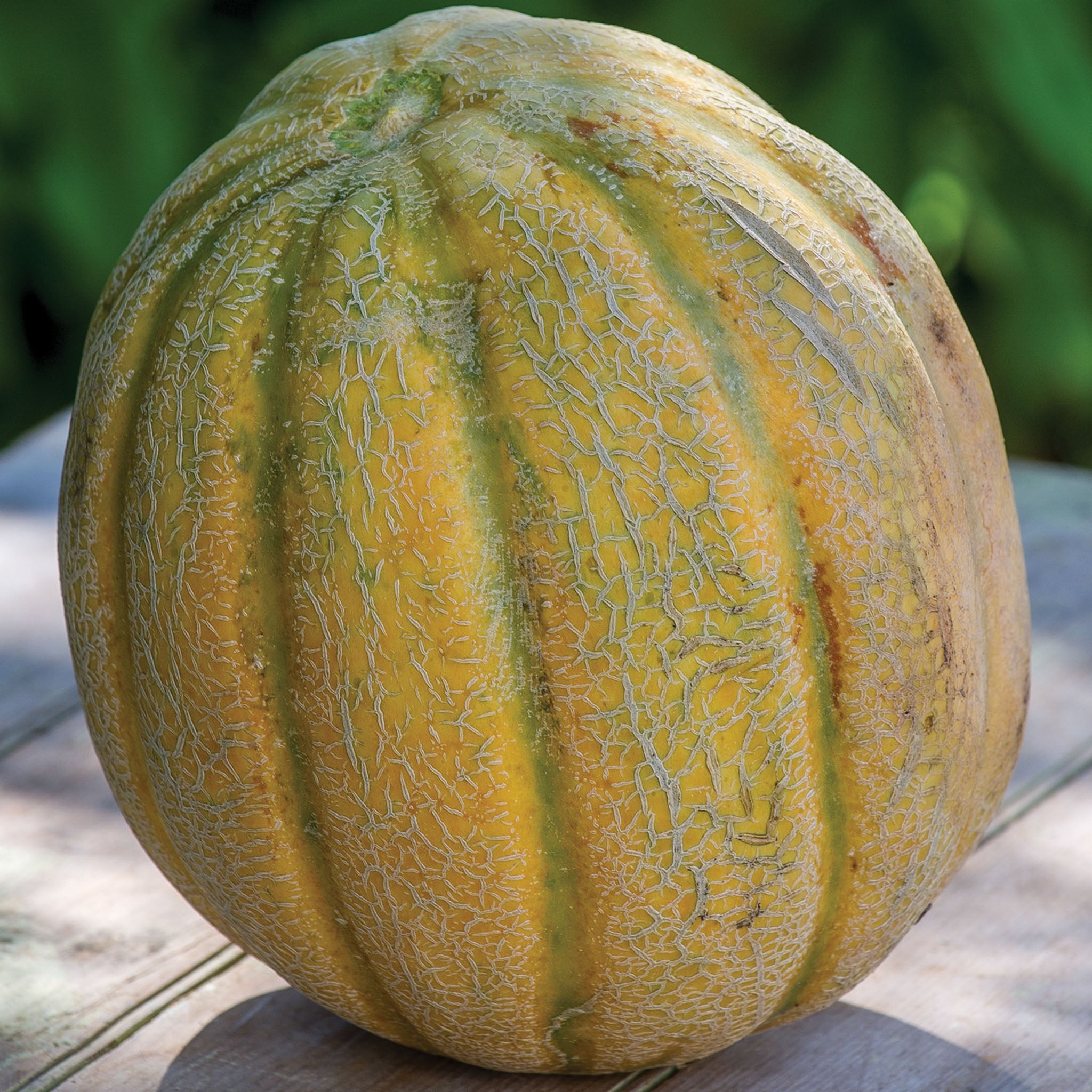 El Gordo Cantaloupe