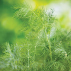 Mammoth Dill
