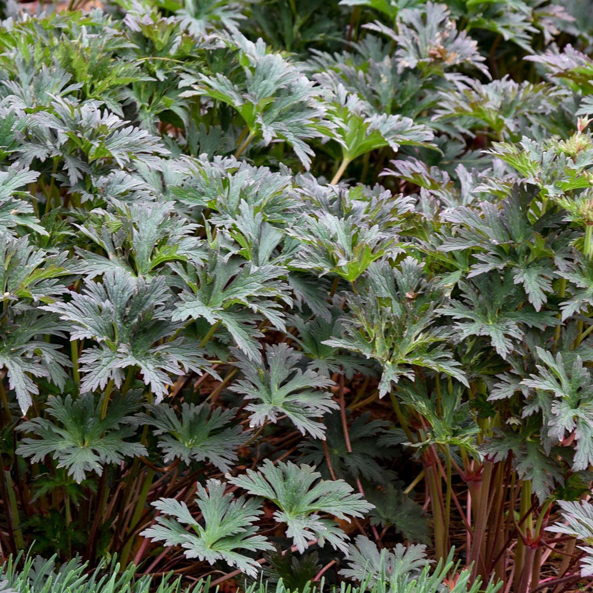 Boom Chocolatta Geranium