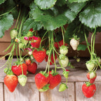 Summer Breeze Deep Rose Strawberry