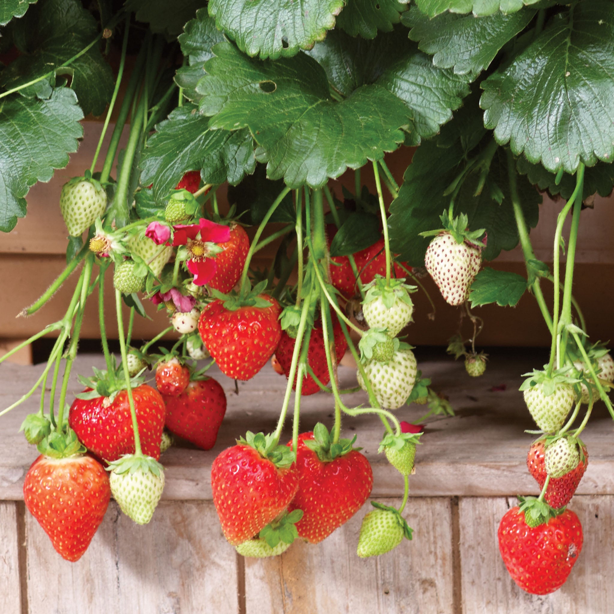 Summer Breeze Deep Rose Strawberry