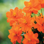 Mandarin Orange Cosmos