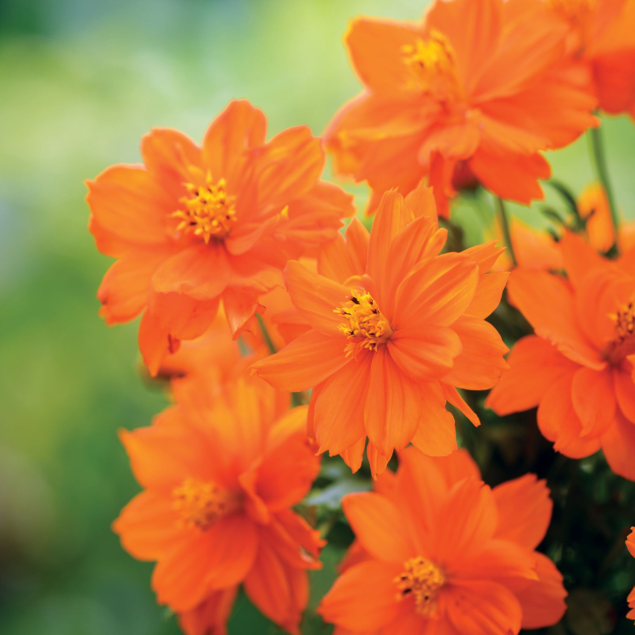 Mandarin Orange Cosmos