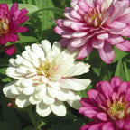 Exquisite Zinnia
