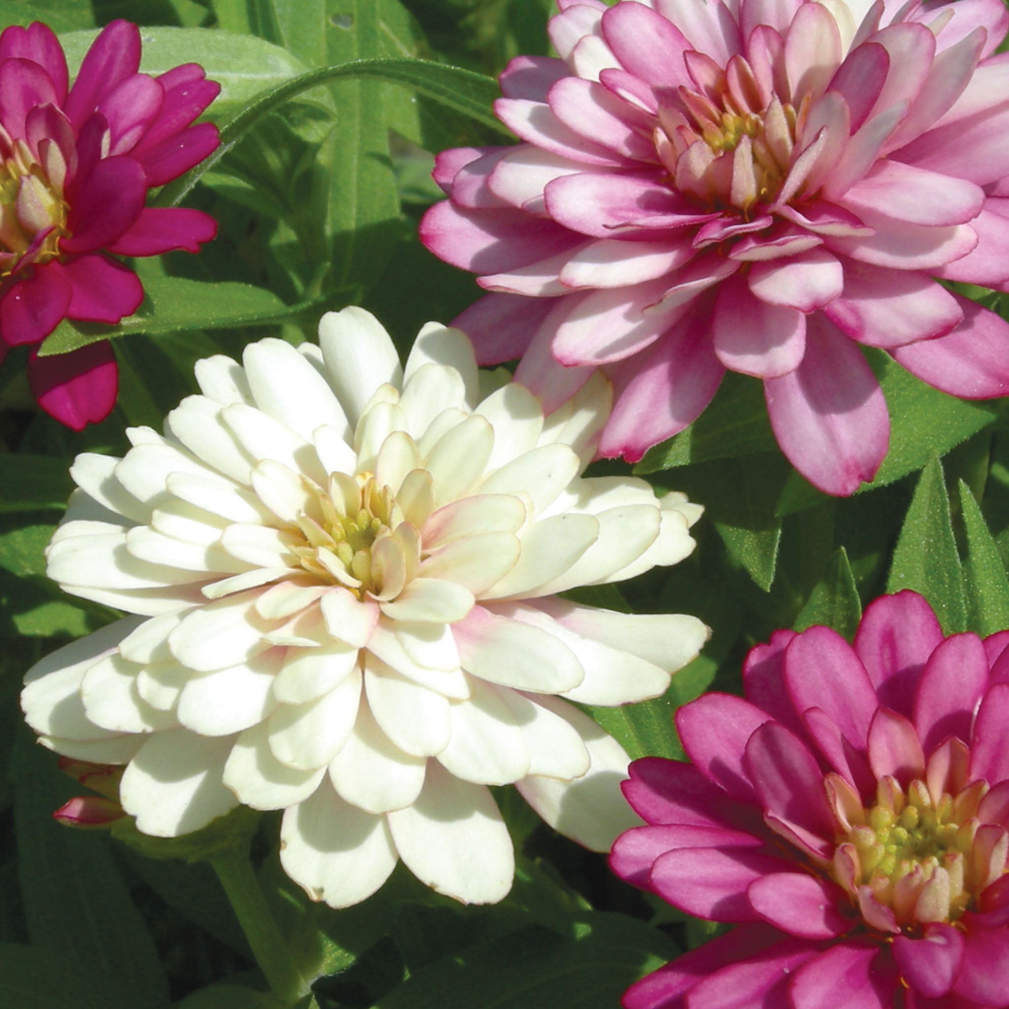 Exquisite Zinnia