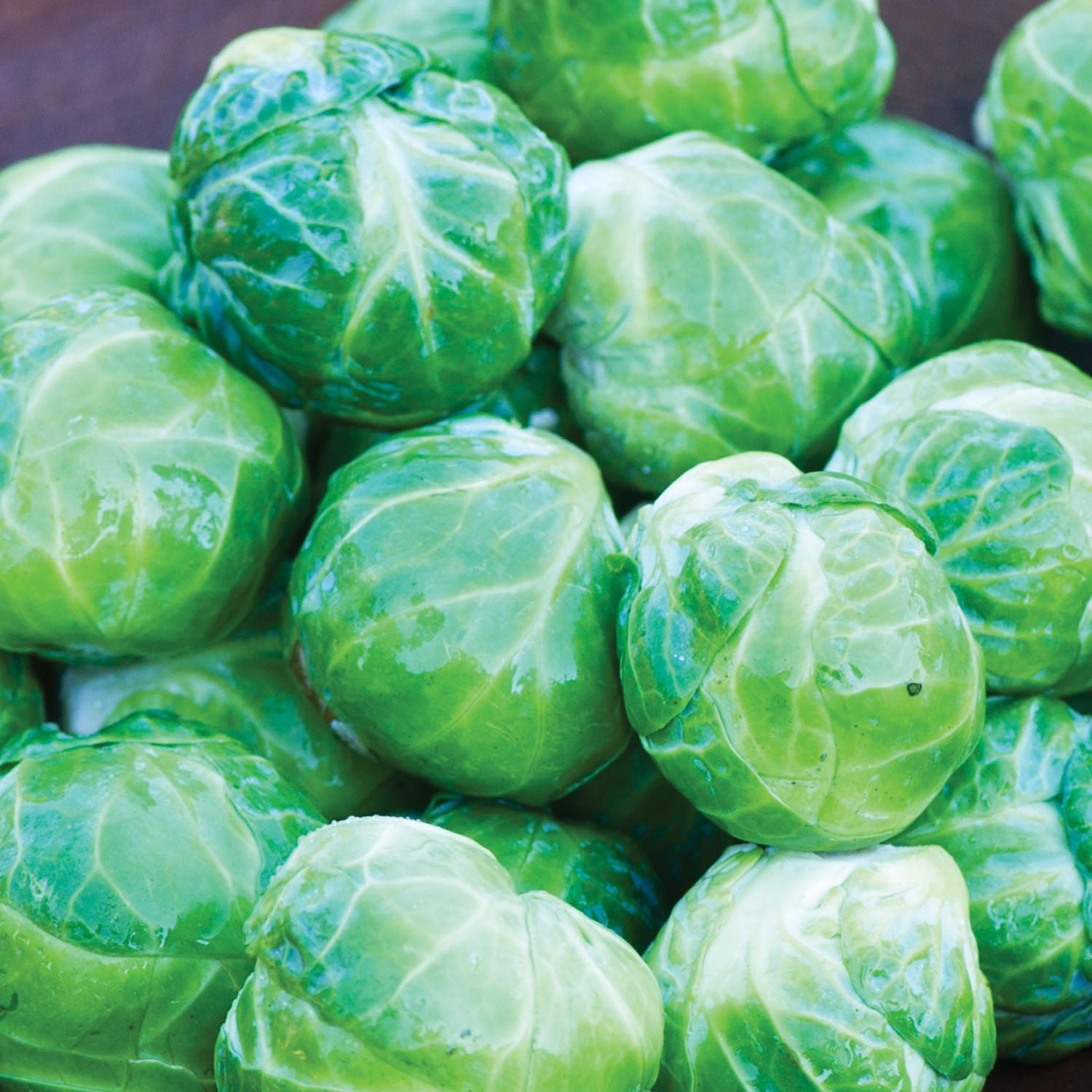 Mighty Hybrid Brussels Sprouts