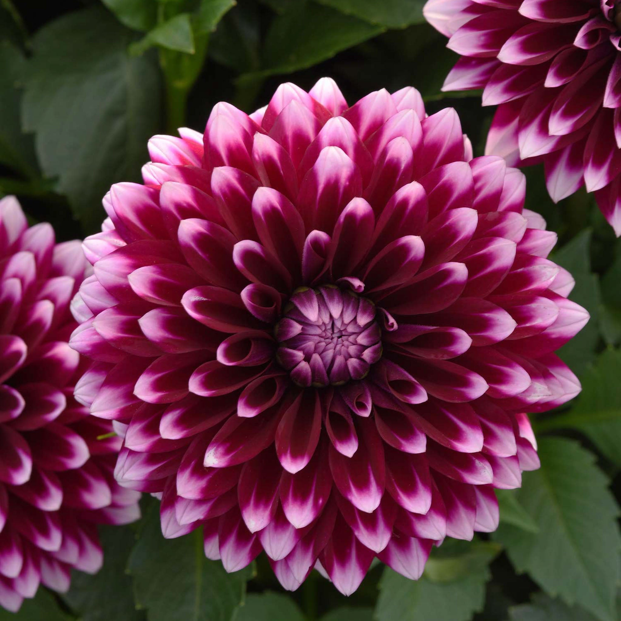 Dalaya Purple & White Dahlia