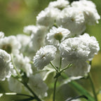 Early Snowball Babys Breath