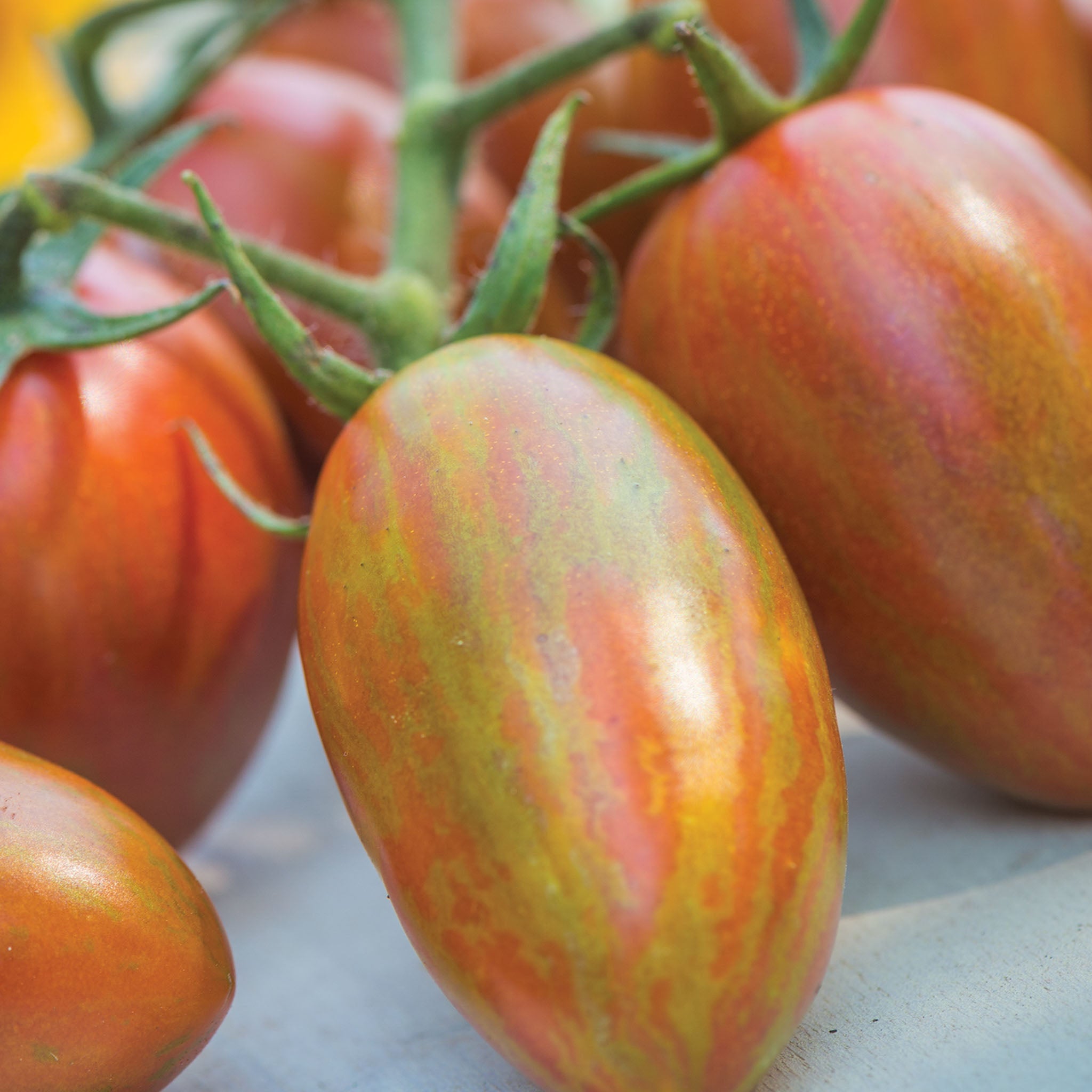 Shimmer Tomato