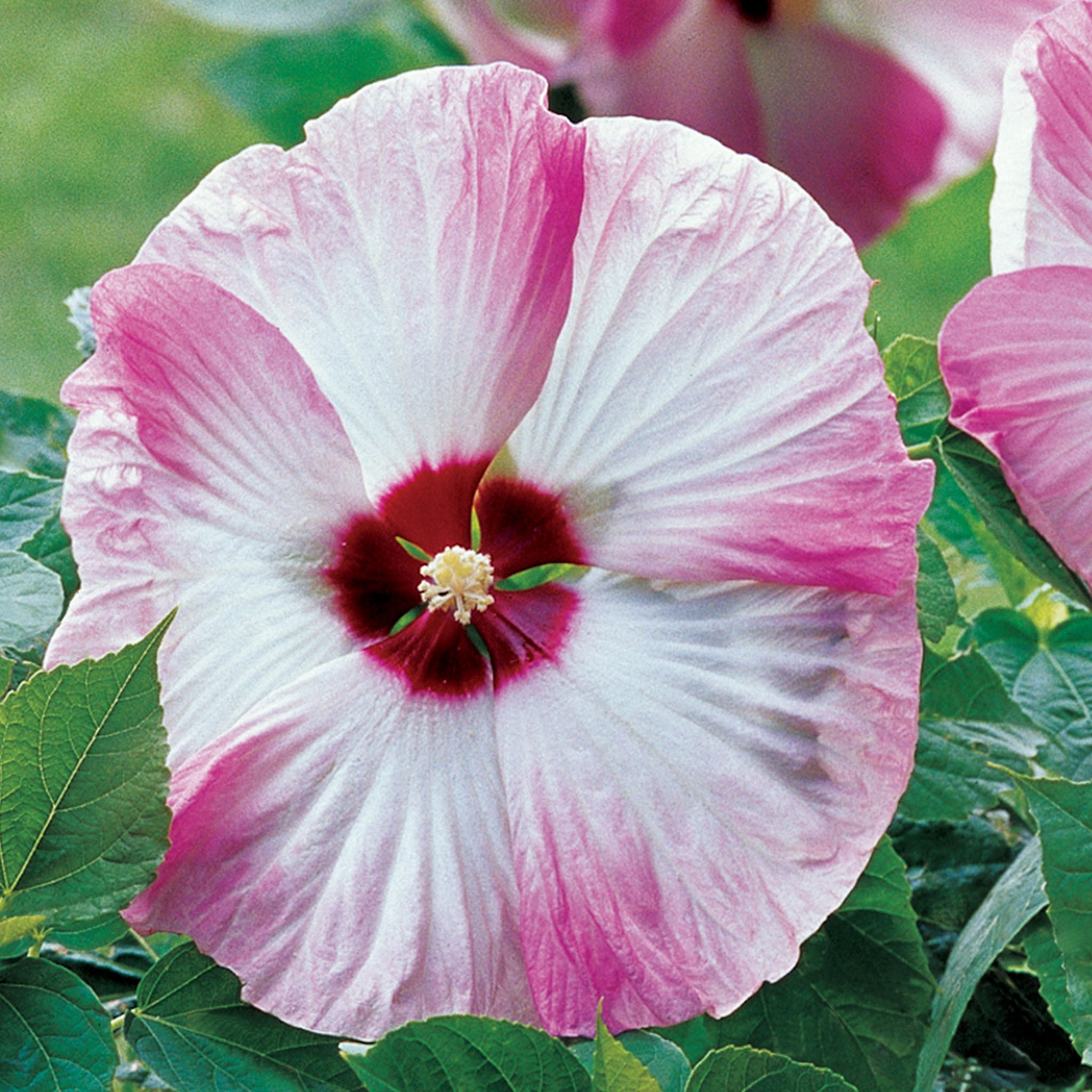 Pink Swirl Hibiscus