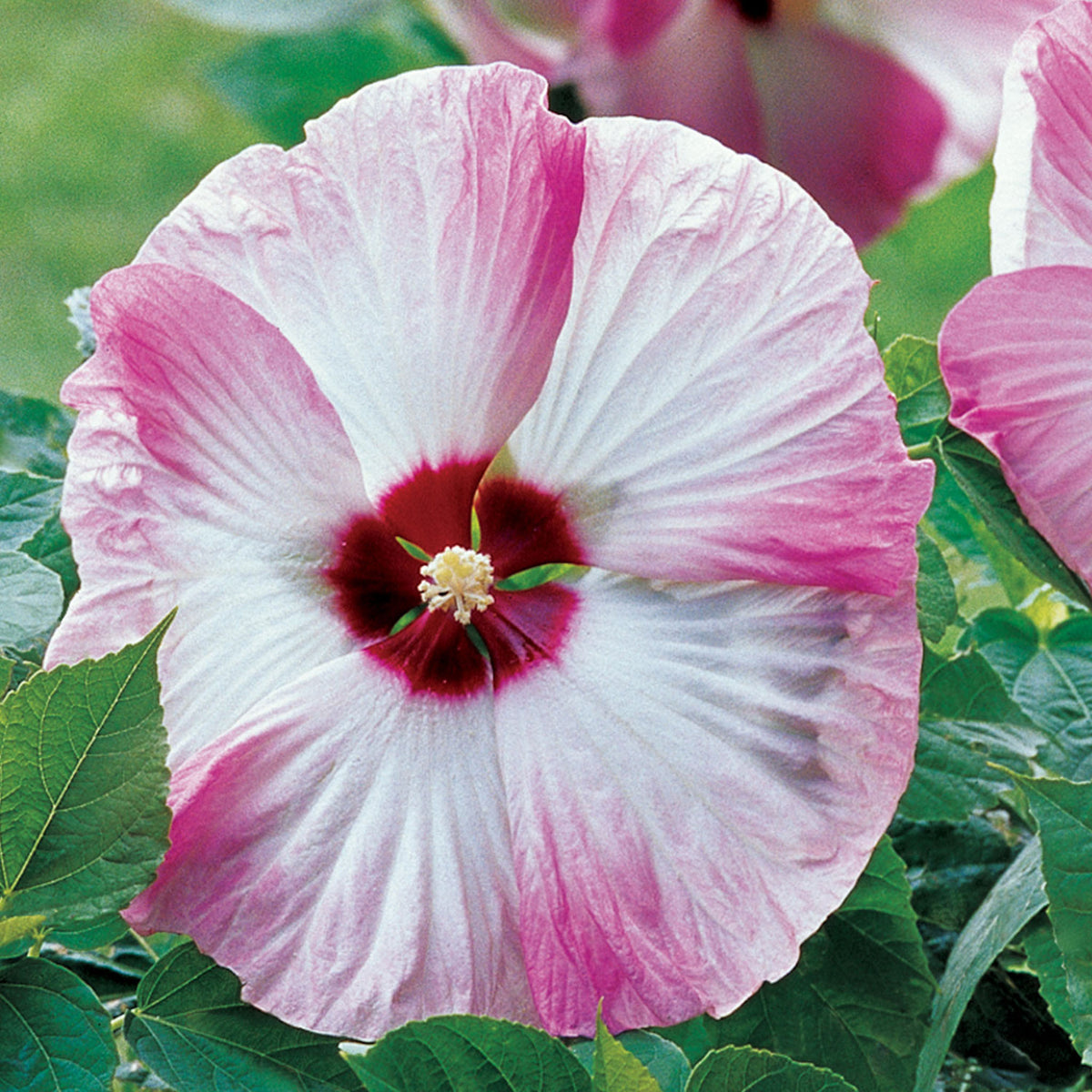 Pink Swirl Hibiscus