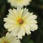 UpTick Cream Coreopsis
