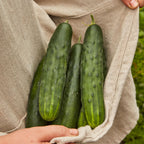 Marketmore 76 Cucumber