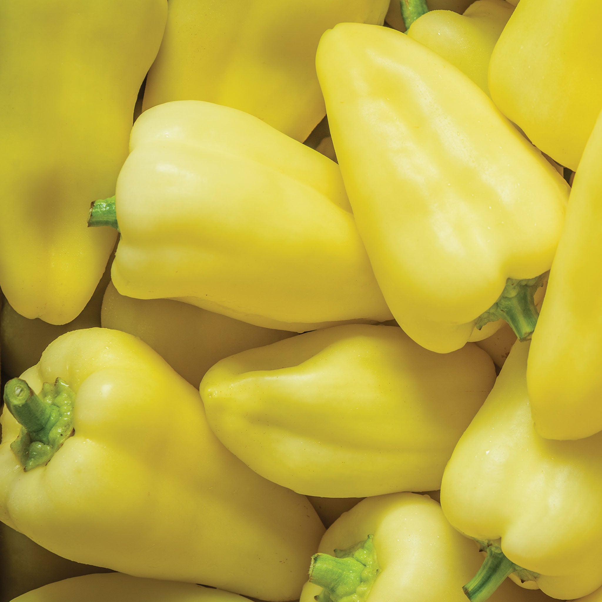 Slovana Sweet Pepper