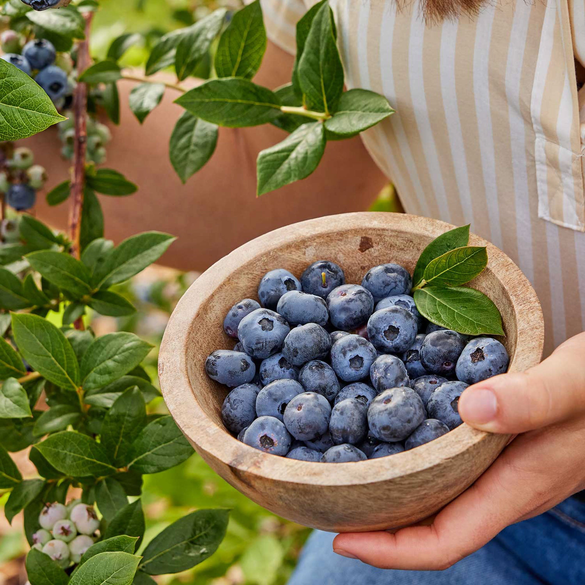 Jersey Blueberry